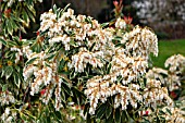 PIERIS JAPONICA FLAMING SILVER