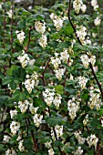 RIBES SANGUINEUM VAR. GLUTINOSUM INVERNESS WHITE