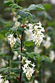 RIBES SANGUINEUM VAR. GLUTINOSUM INVERNESS WHITE