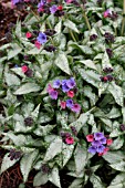 PULMONARIA HIGH CONTRAST