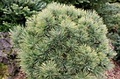 PINUS PONDEROSA DIXIE