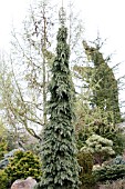 PICEA GLAUCA PENDULA