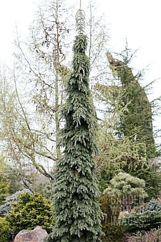 PICEA_GLAUCA_PENDULA