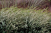 OSMANTHUS X BURKWOODII