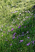 IRIS TENAX X DOUGLASIANA IN MEADOW