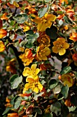 FREMONTODENDRON KEN TAYLOR