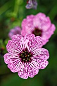 GERANIUM CINEREUM LAWRENCE FLATMAN