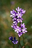 DICHELOSTEMMA MULTIFLORA