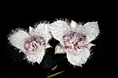 CALOCHORTUS TOLMIEI