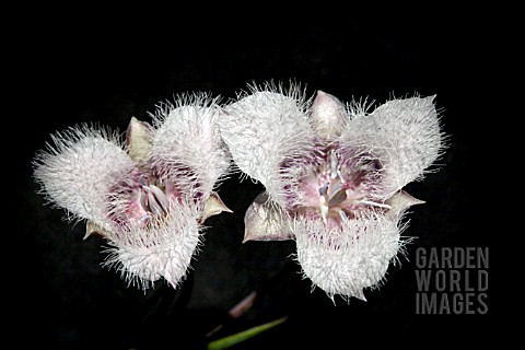 CALOCHORTUS_TOLMIEI