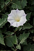 DATURA INOXIA