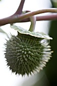 DATURA INOXIA