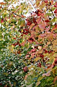 VIBURNUM OPULUS NOTCUTTS VARIETY