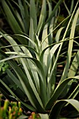 AGAVE BRACTEOSA