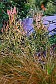 EUPHORBIA TIRUCALLI STICKS ON FIRE