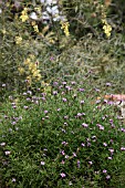 VERBENA LILACINA DE LA MINA