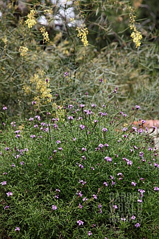 VERBENA_LILACINA_DE_LA_MINA