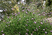 VERBENA LILACINA DE LA MINA