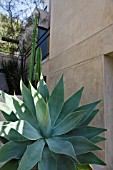 AGAVE ATTENUATA