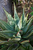 ALOE FEROX