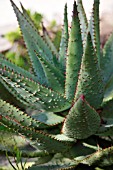 ALOE FEROX