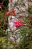 GREVILLEA LONG JOHN