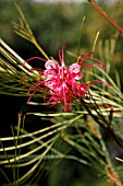 GREVILLEA LONG JOHN