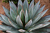 AGAVE BLUE GLOW