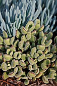 KALANCHOE TOMENTOSA