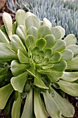 AEONIUM URBICUM