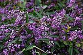 HARDENBERGIA VIOLACEA HAPPY WANDERER