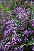 HARDENBERGIA VIOLACEA HAPPY WANDERER