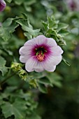 LAVATERA MARITIMA