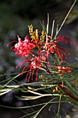 GREVILLEA LONG JOHN