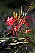 GREVILLEA LONG JOHN