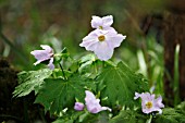 GLAUCIDIUM PALMATUM