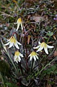 ERYTHRONIUM CITRINUM