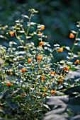 IMPATIENS CAPENSIS