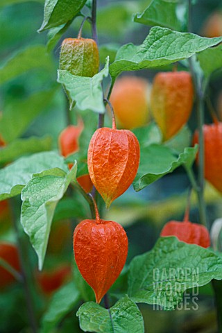 PHYSALIS_ALKEKENGI