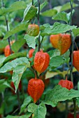 PHYSALIS ALKEKENGI