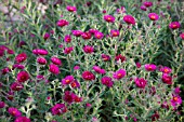 ASTER NOVAE-ANGLIAE SEPTEMBERRUBIN