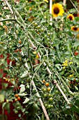 SOLANUM LYCOPERSICUM SUN GOLD