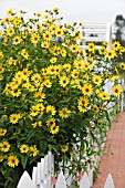 HELIANTHUS LEMON QUEEN