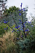 BLUE BOTTLE TREE AT CISTUS NURSERY, PORTLAND OREGON USA