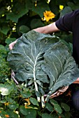 BRASSICA OLERACEA COLLARD GREENS BEING HARVESTED