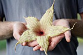 STAPHELIA GIGANTEA FLOWER HELD IN HANDS