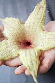 STAPHELIA GIGANTEA FLOWER HELD IN HANDS
