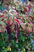 PHYTOLACCA AMERICANA