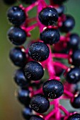 PHYTOLACCA AMERICANA