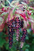 PHYTOLACCA AMERICANA